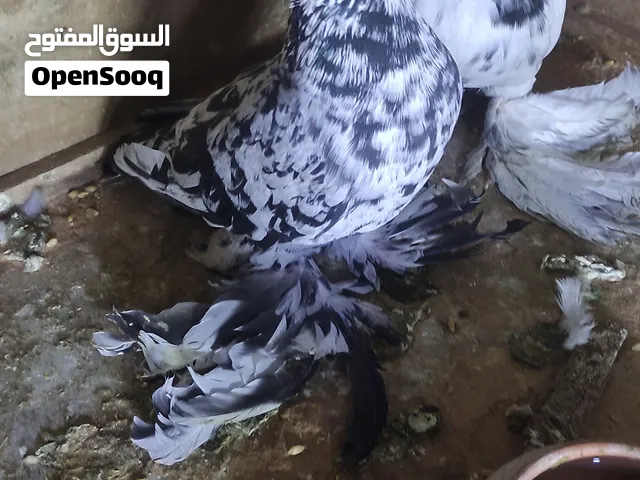 كوبية للبيع