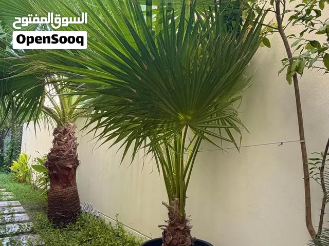 Palm Tree - Healthy,  Beautiful for your garden