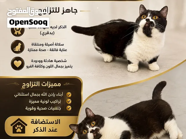 ذكر منشكن شوكلت بيكلر للتزاوج Male  muchkin chocolate bicolor for mating متاح للبيع