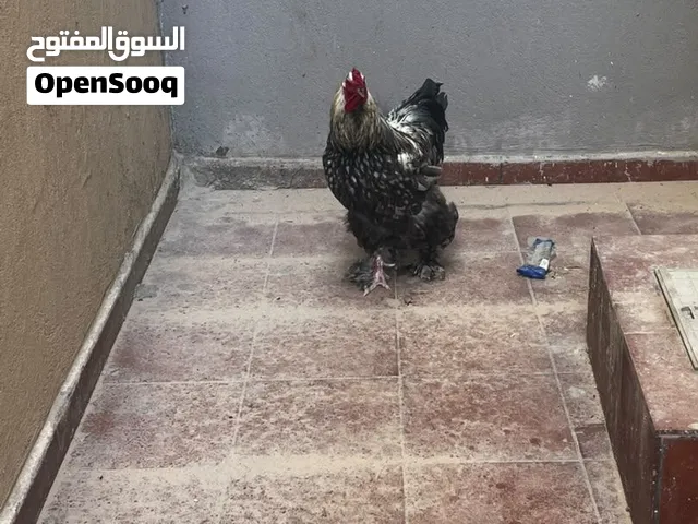 فروج براهما بصحه ممتازة بيعه بأعلى سعر