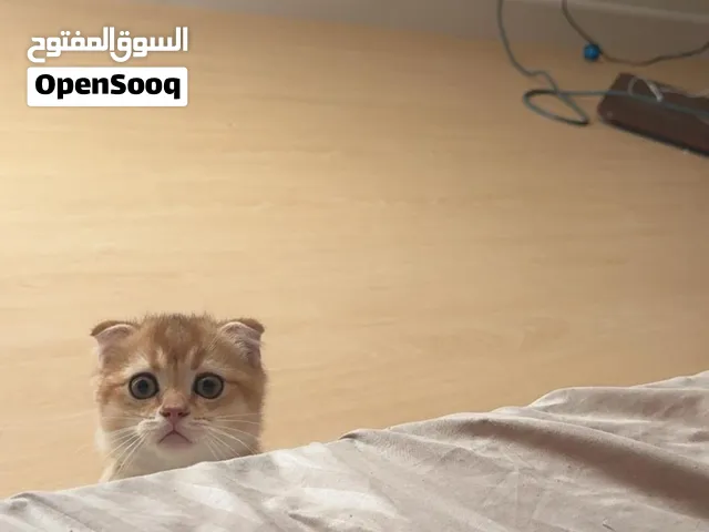 قطط سكوتش للبيع – Scottish Cats