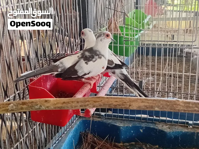يمام ماسي 6 ذكور