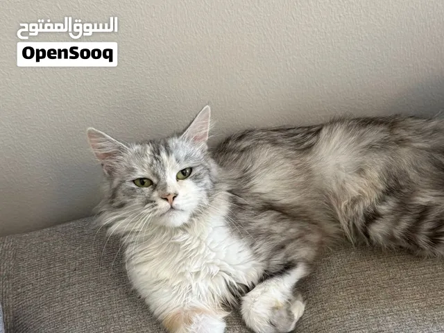 قطوه حلوه ولعبوها