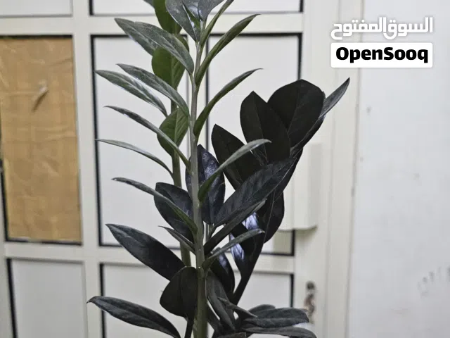 Raven ZZ Plant (Zamioculcas zamiifolia 'Raven') – Premium Indoor Plant