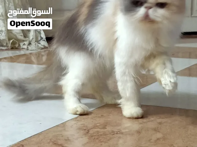 انثى برشن كاليكو