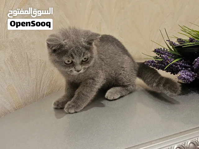 بريطاني ذكر  عمر 3 اشهر