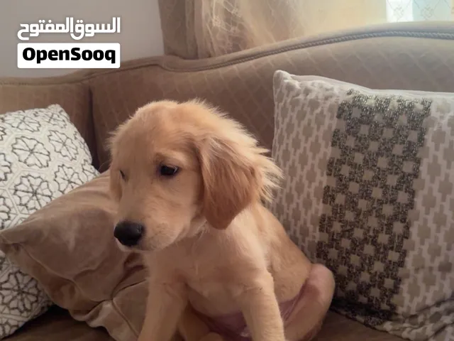 3 and a half month old golden retriever with everything included food, cage and toys