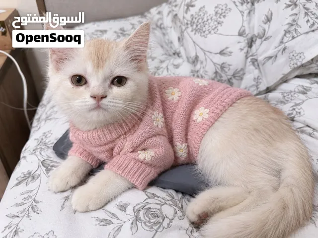 Cat for sale