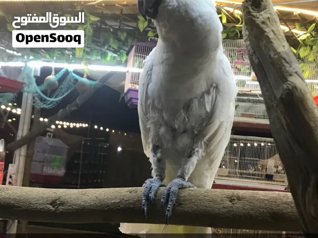 كوكاتو يتكلم و أليف