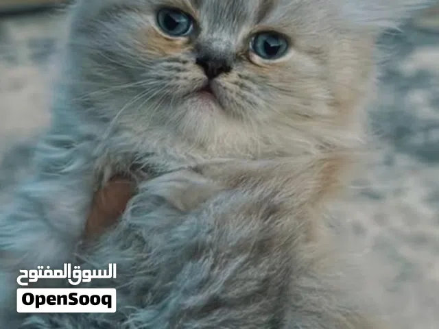 قطط راغدول وهمالايا بصحة ممتازة جميلة
