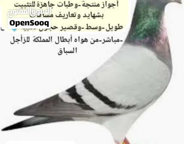 حمام زاجل سباق طبات جاهزة للتثبيت واجواز منتجة من افضل السلالات و الدماء وخطوط الفوز والتصليح ابطال