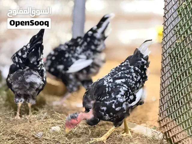 متاح ￼دجاج فرنساوي درجة أولى العمر 4 شهور