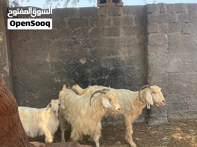 للبيع شوهات محتاشات من حلال الجواميد