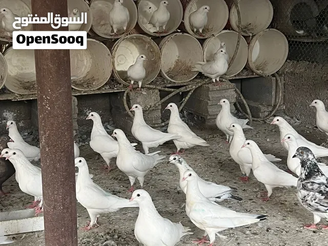 حمام لاحم فرنسي