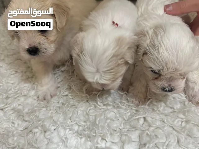 جرو مالتيز ابيض