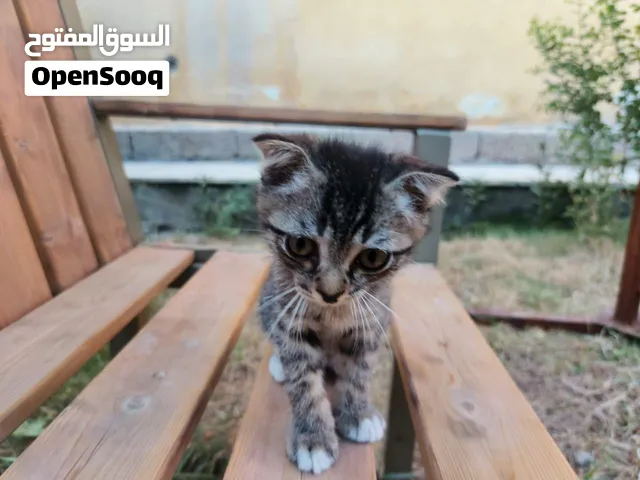 هاي الحلوه للبيع