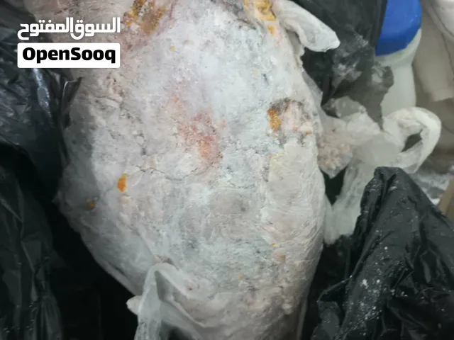 عنبر الحوت