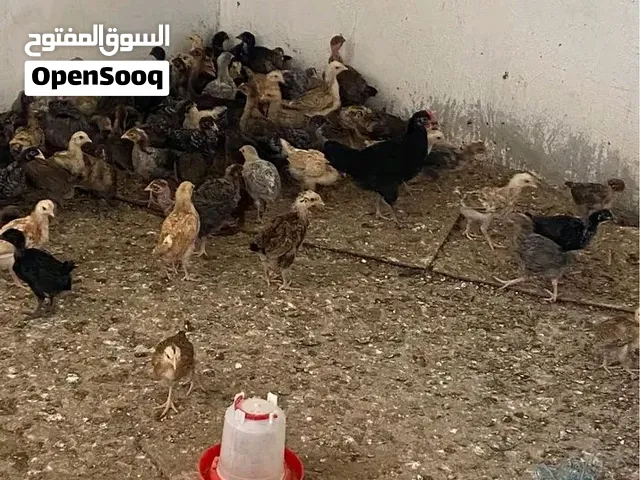 اطباق اطباق بيض للبيع