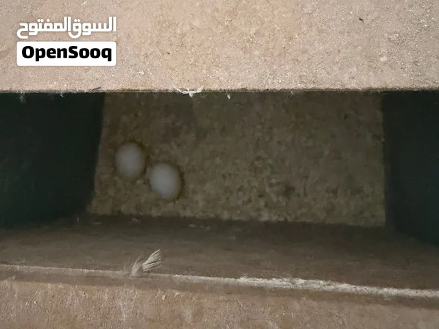 جوز كوكتيل شغال 100بل100