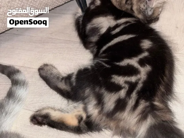 كيتن قط بنغال رخامي