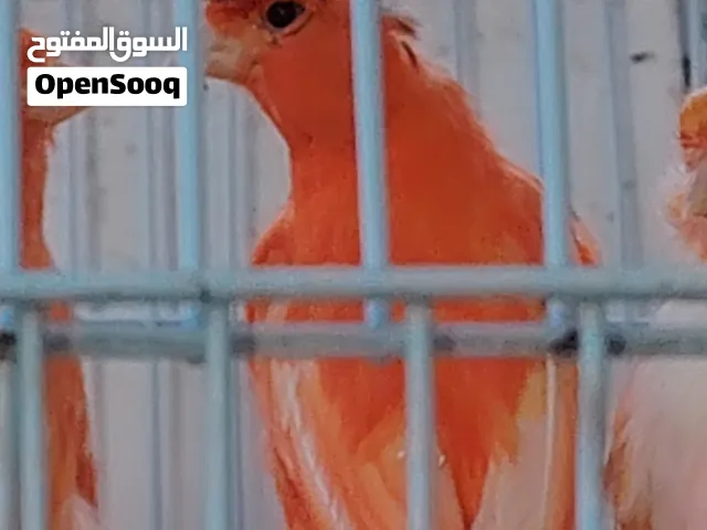 كناري أوربي أفضل أنواع الكناري بلون