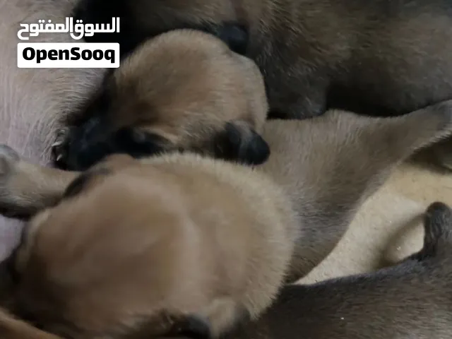Puppy Malinois dog