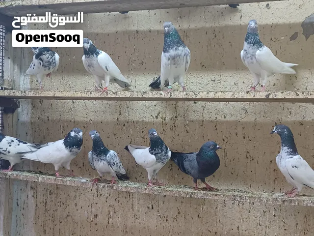 حمام باكستاني تيدي غولدن و كمنقر