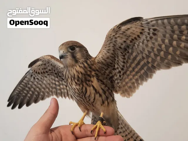 hawk, bird, pet, new, lebanon, sale, sold, modern