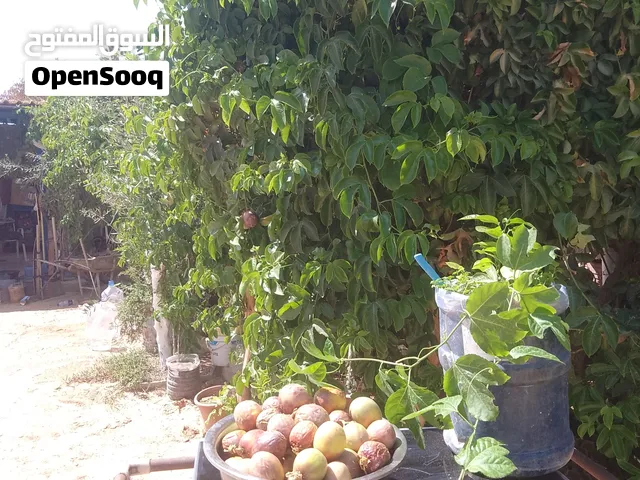 بذور ...ومشاتل شجرة ..فلور...