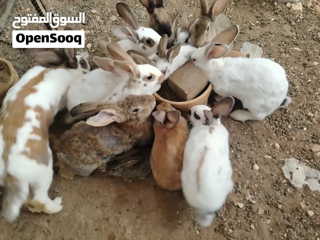 ارانب ببايون والماني للبيع سعر حرق اقراء الوصف