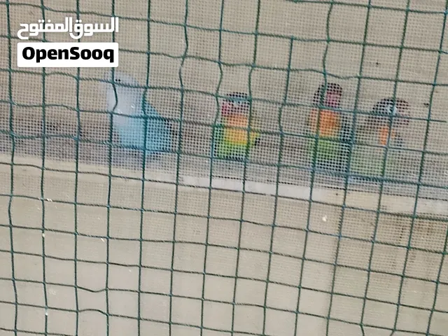 سلام عليكم متاح غندور زوجين وتك نثيه +زوج كوكتيل صفر مزاويج +زوجين طيور حب+ هنه وقفصهن وبخدمت الشراي