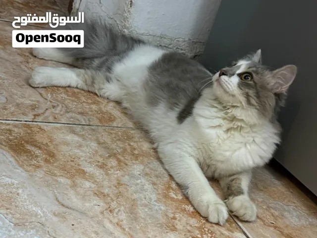 قطة للتبني