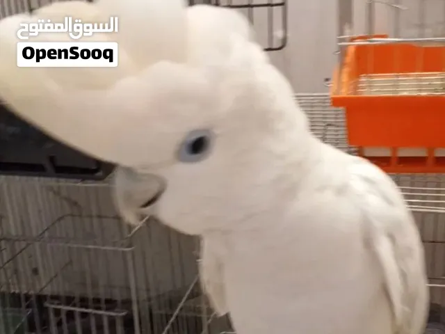 ببغاء كوكاتو جوفين دبل سوبر جامبو  متكلم