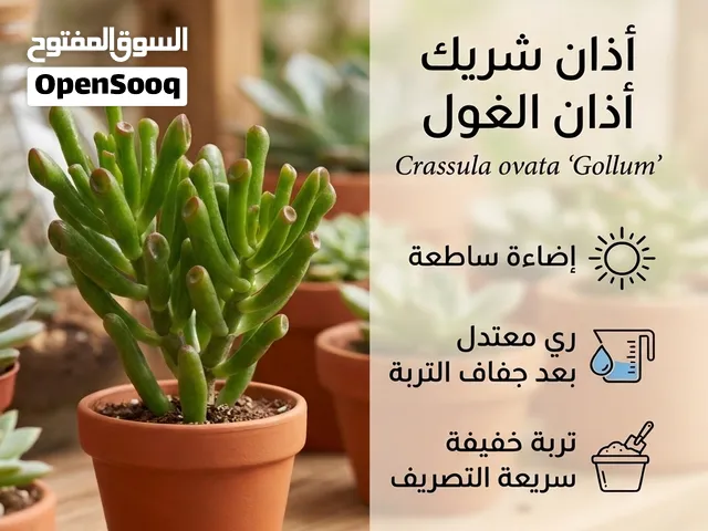 نباتات عصارية وصباريات جميلة