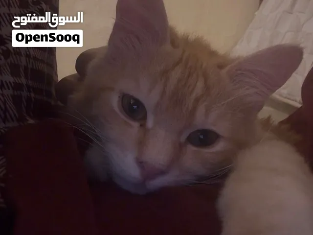 قط للتبني اااااا