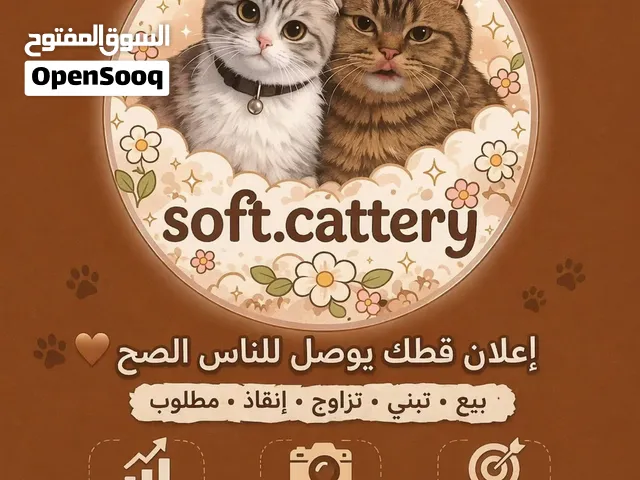 إعلان انستقرام قطط تبني بالكويت ( تبني - مو تبني- انقاذ- تزاوج ) soft.cattery.adoptq8