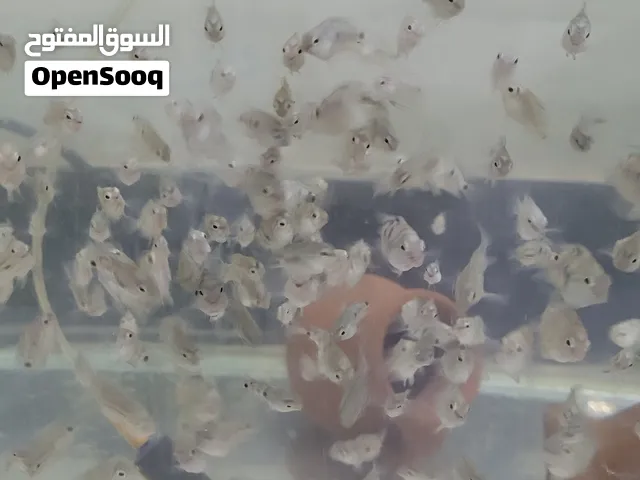 اسمك بولار عمر 5 اشهر 10 حبات  با2000