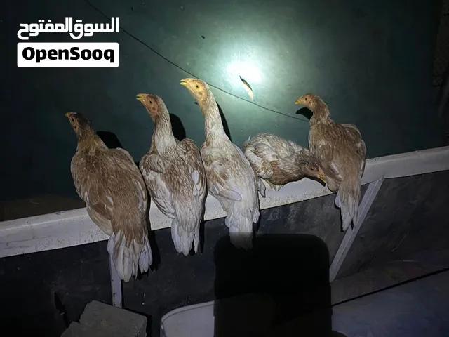 دجاج باكستاني