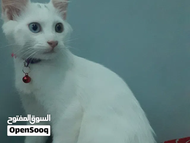 قط ذكر سيرازي  مع جميع مستلزماتو