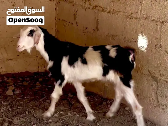 تيس رحبي اصل