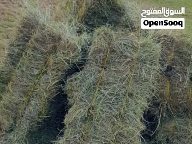 حشيشة للبيع ( برايد)