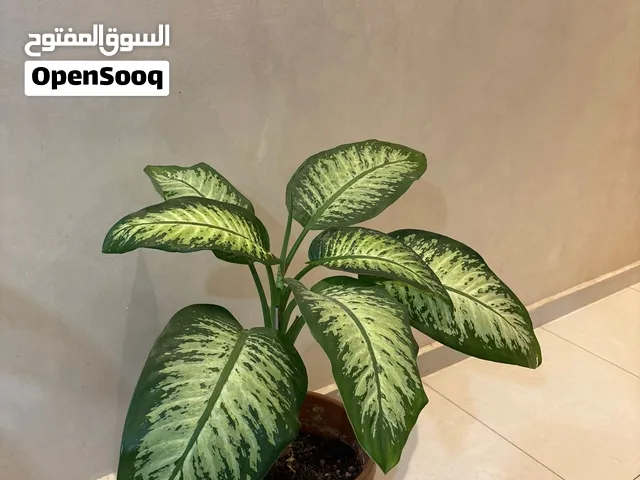 نبات منزلي