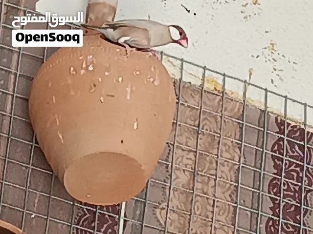 جاوا كريمي جامبو الحجم الكبير منتجات 100/100