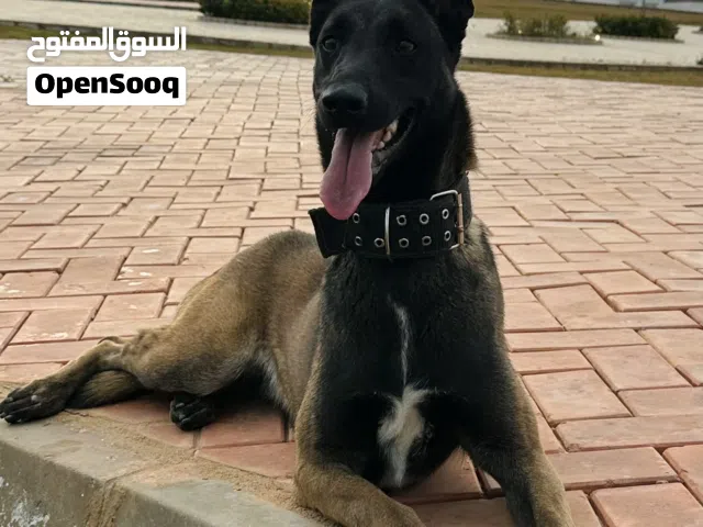 مالينوا انثايه