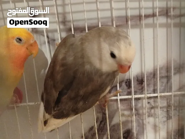 روز بركاديلو كوبيه وفي فرديات