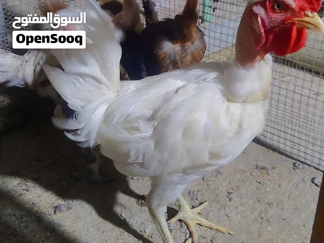 متاح فروجات  مجموعة الأولى ديج ابو ركيبة افرك ودجاجاته 4 ديج شوكي و دجاجات  2 كويتي ديج شمسي و3دجاجا