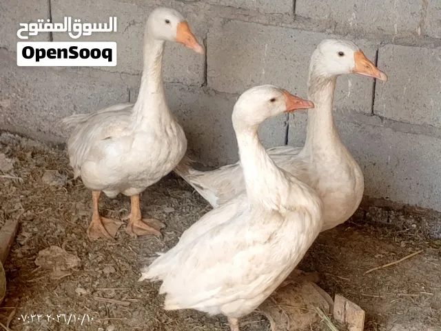 بطوط للبيع عدد 3 لونهن ابيض اعمارهن 8 اشهر ب 70 وبيهن مجال