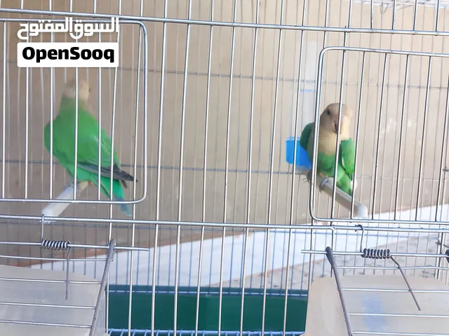 للبيع كوبية روز مصوقره