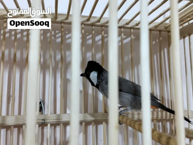 بلبل عراقي