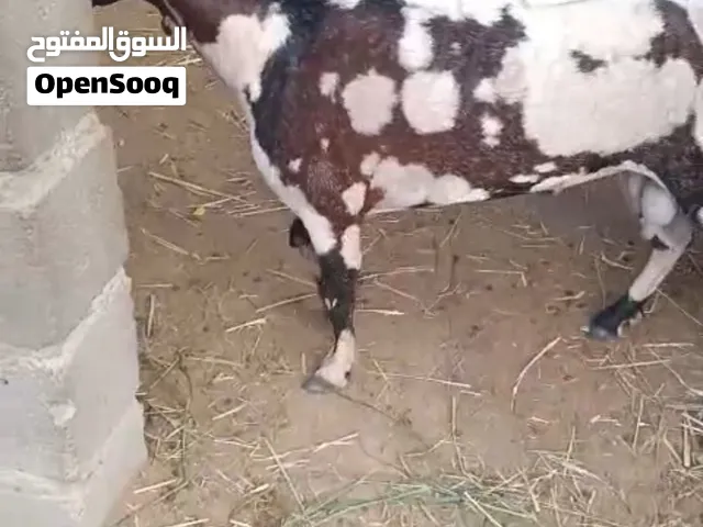 تيس صلالي أطم